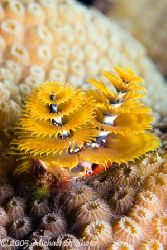 There is something about this christmas tree worm portrai... by Michael Shope 